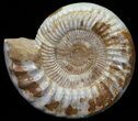 Wide Jurassic Ammonite Fossil - Madagascar #59605-1